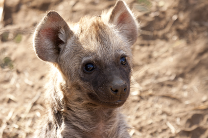hyena cub cuteness