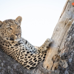 Leopard, Close-up