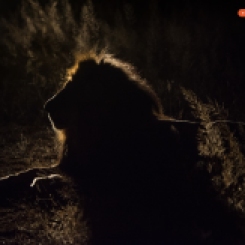 Lion with back light
