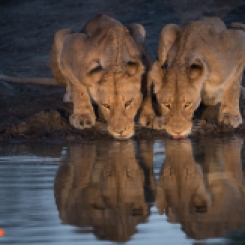 Lion Reflection